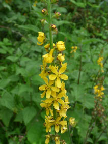 Agrimonia eupatoria